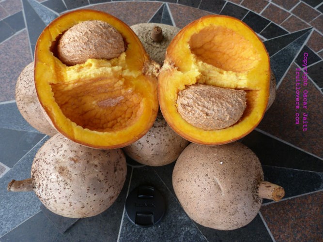 Giống[-]táo[-]Mỹ[-]có[-]hình[-]dáng[-]khá[-]giống[-]quả[-]hồng[-]xiêm[-]đang[-]được[-]ưa[-]chuộng